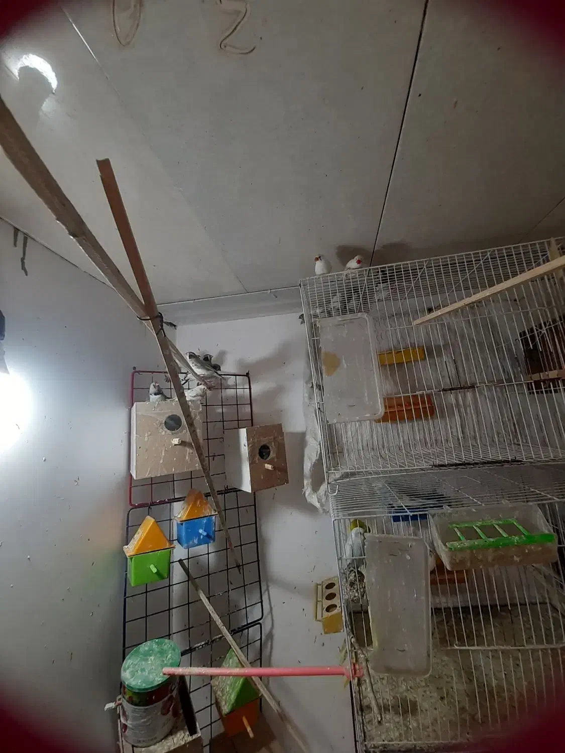 فنج جفت آماده جوجه مرغ عشق سرلاکی|پرنده|مشهد, جانباز|دیوار