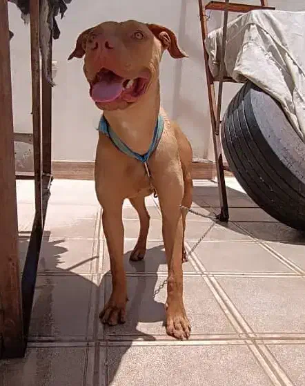 پیتبول ماده|سگ|سیرجان, |دیوار