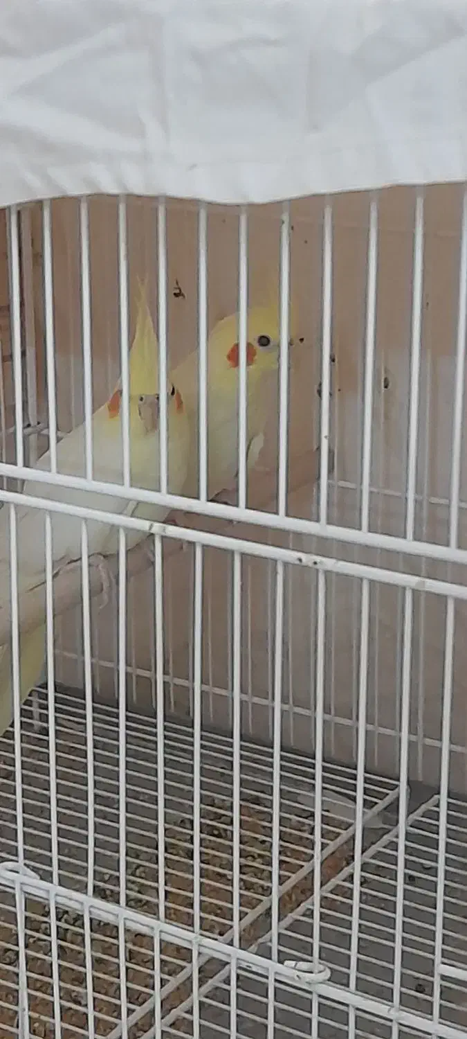 یک جفت عروس هلندی|پرنده|بندرلنگه, |دیوار