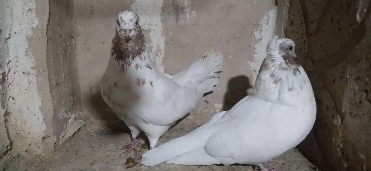 یک جفت ماه رو|پرنده|تهران, والفجر (افسریه)|دیوار