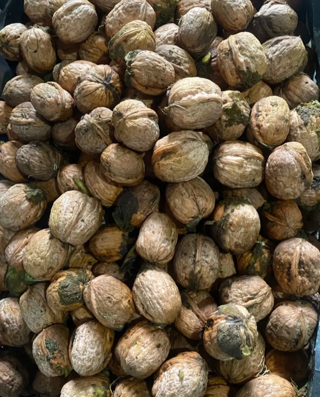 گردو|خوردنی و آشامیدنی|چالوس, |دیوار