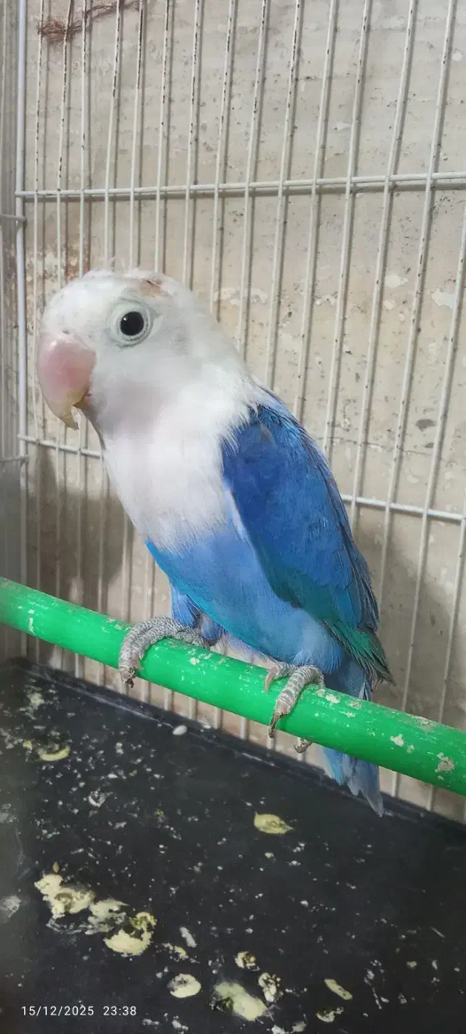 کوتوله جفت کار داده نریاماده تک باضمانت کتبی|پرنده|مشهد, فاطمیه|دیوار