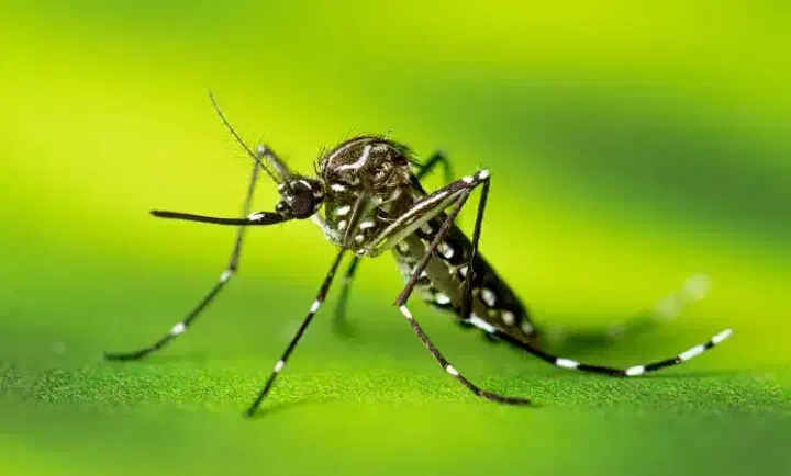 خدمات حشره شناسی|خدمات نظافت|کیش, |دیوار