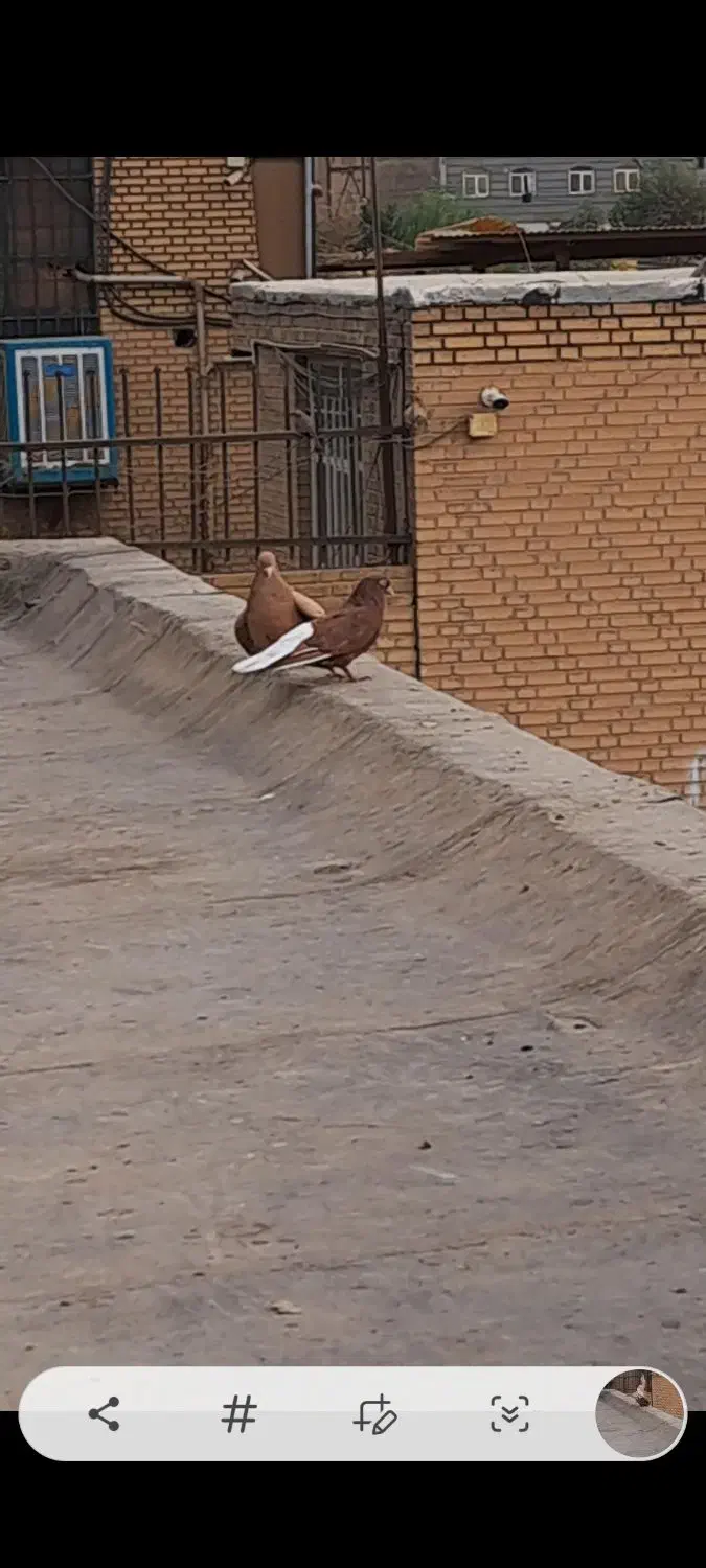 یجفت دم سفید زرد وسرخ خال مشکی|پرنده|پاکدشت, پاکدشت (مامازند)|دیوار