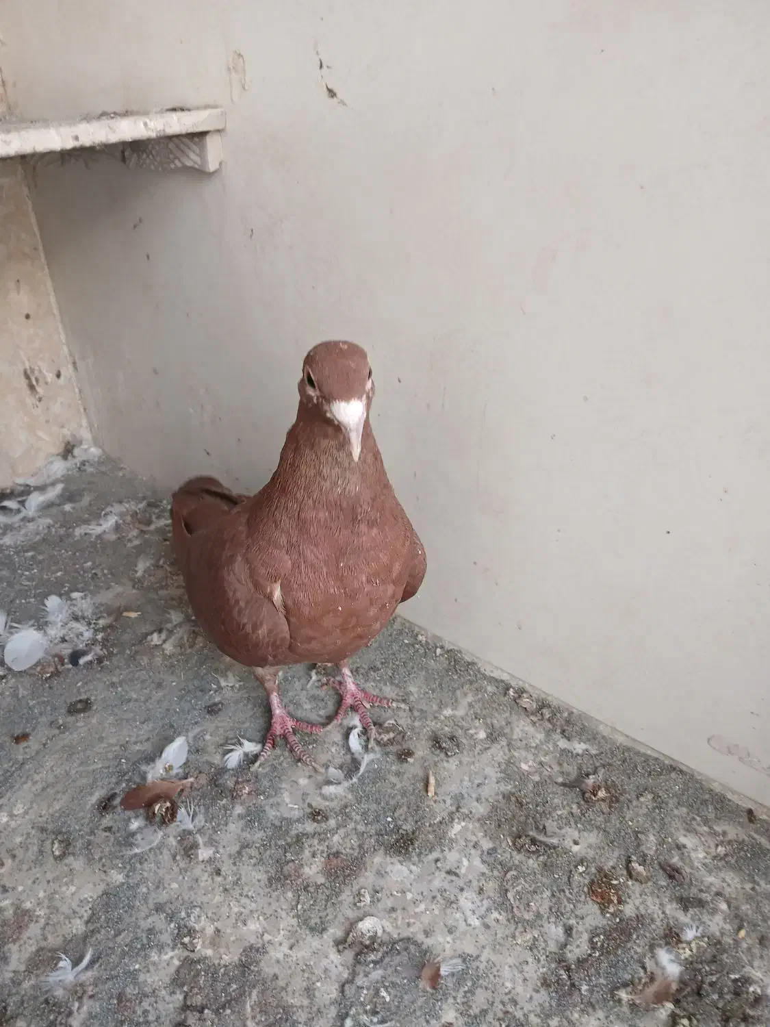 کفتر کبوتر|پرنده|تربت‌حیدریه, کوی شهید احمدزاده ملکی|دیوار