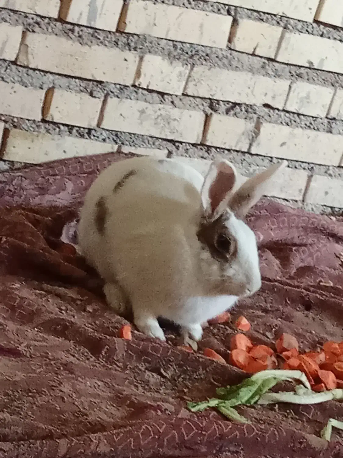 خرگوش|موش و خرگوش|شوشتر, |دیوار