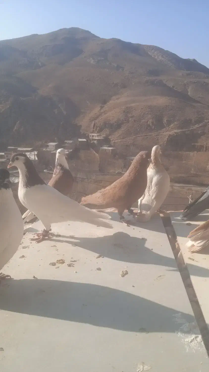 کفتربوم|پرنده|اسفراین, |دیوار