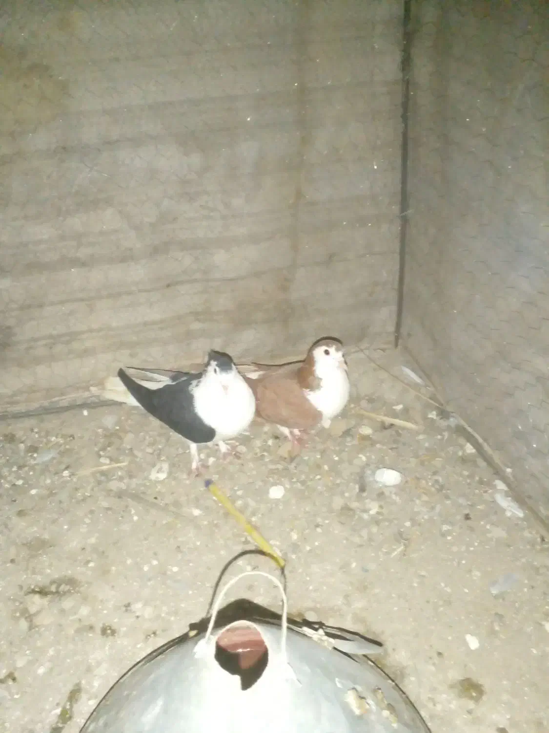 جفت ساده معاوضه|پرنده|گنبد کاووس, |دیوار