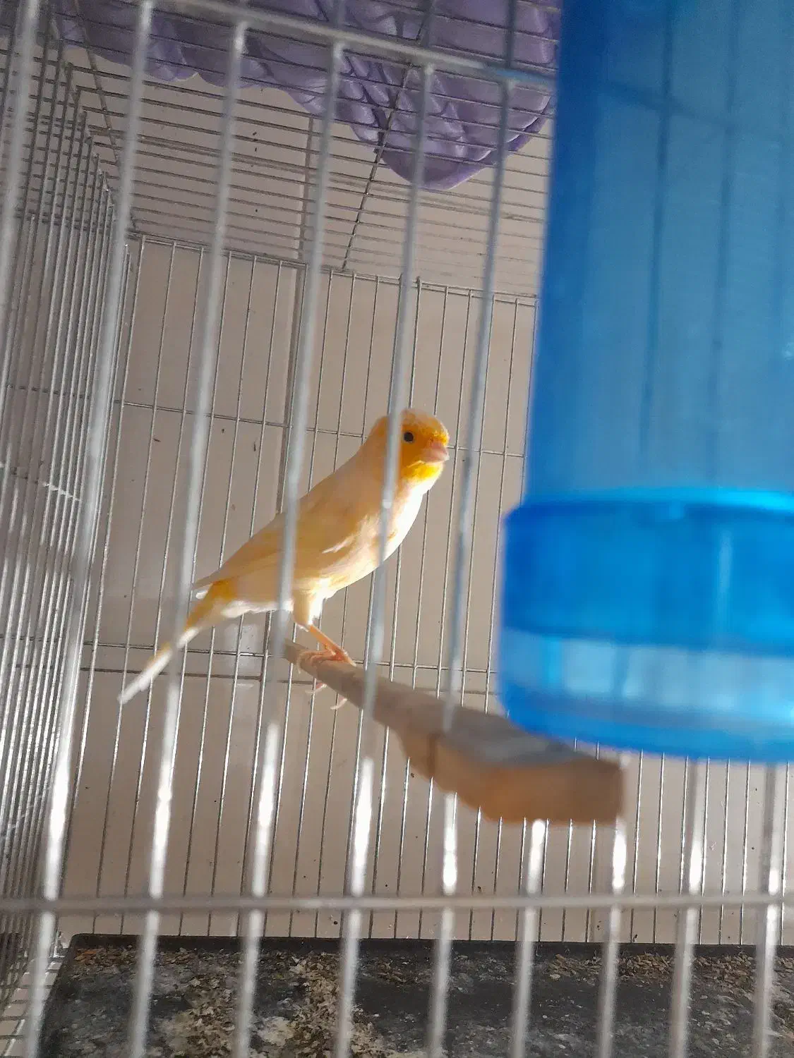 قناری ماده|پرنده|تهران, میرداماد|دیوار