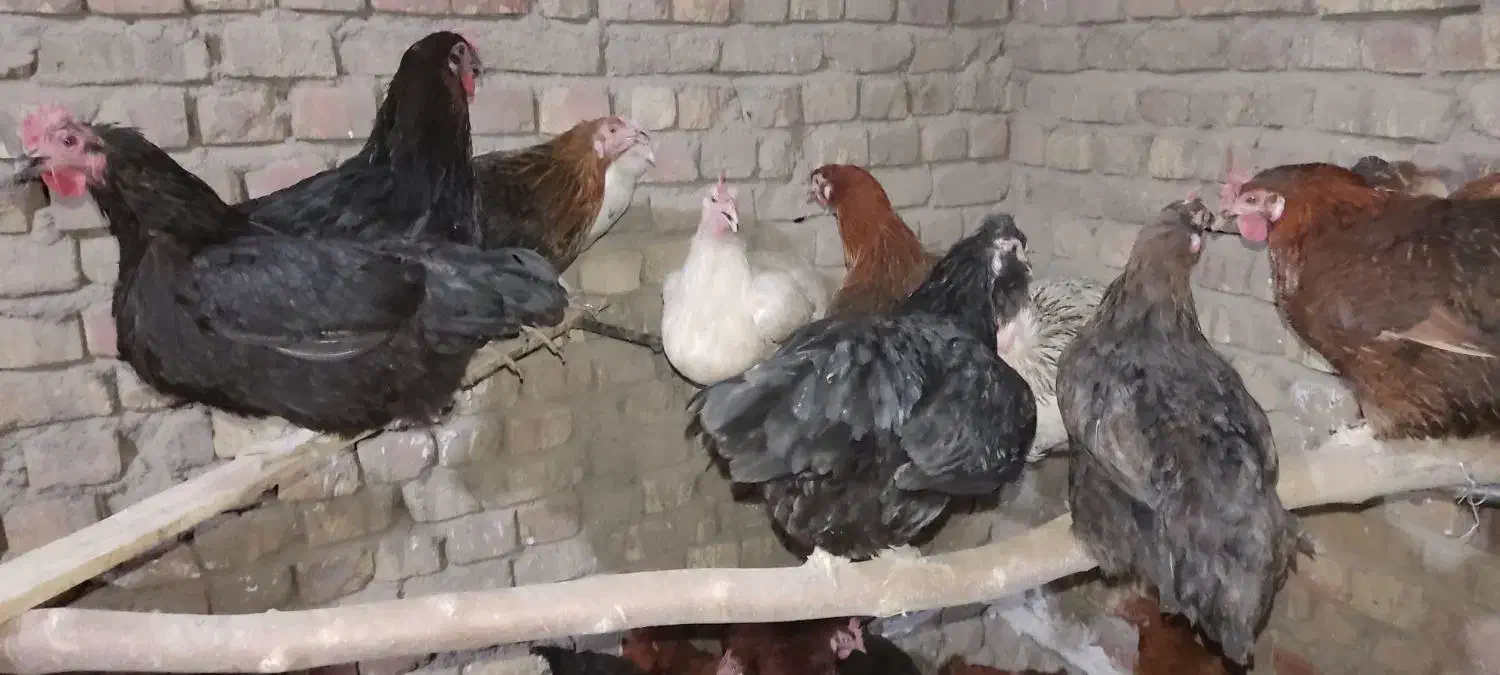 ۷۰تامرغ تخم گذار همه تازه به تخم اومدن|حیوانات مزرعه|قم, انسجام|دیوار