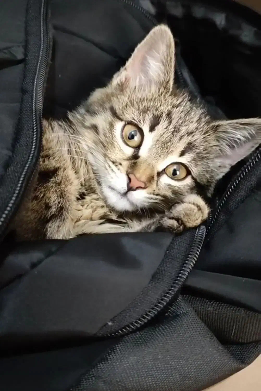 واگزاری گربه ولی با دارا بودن شرایط|گربه|تهران, شهرک هما|دیوار