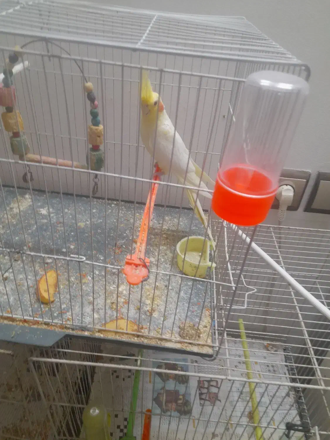 عروس هلندی ماده|پرنده|مشهد, ویلاشهر|دیوار