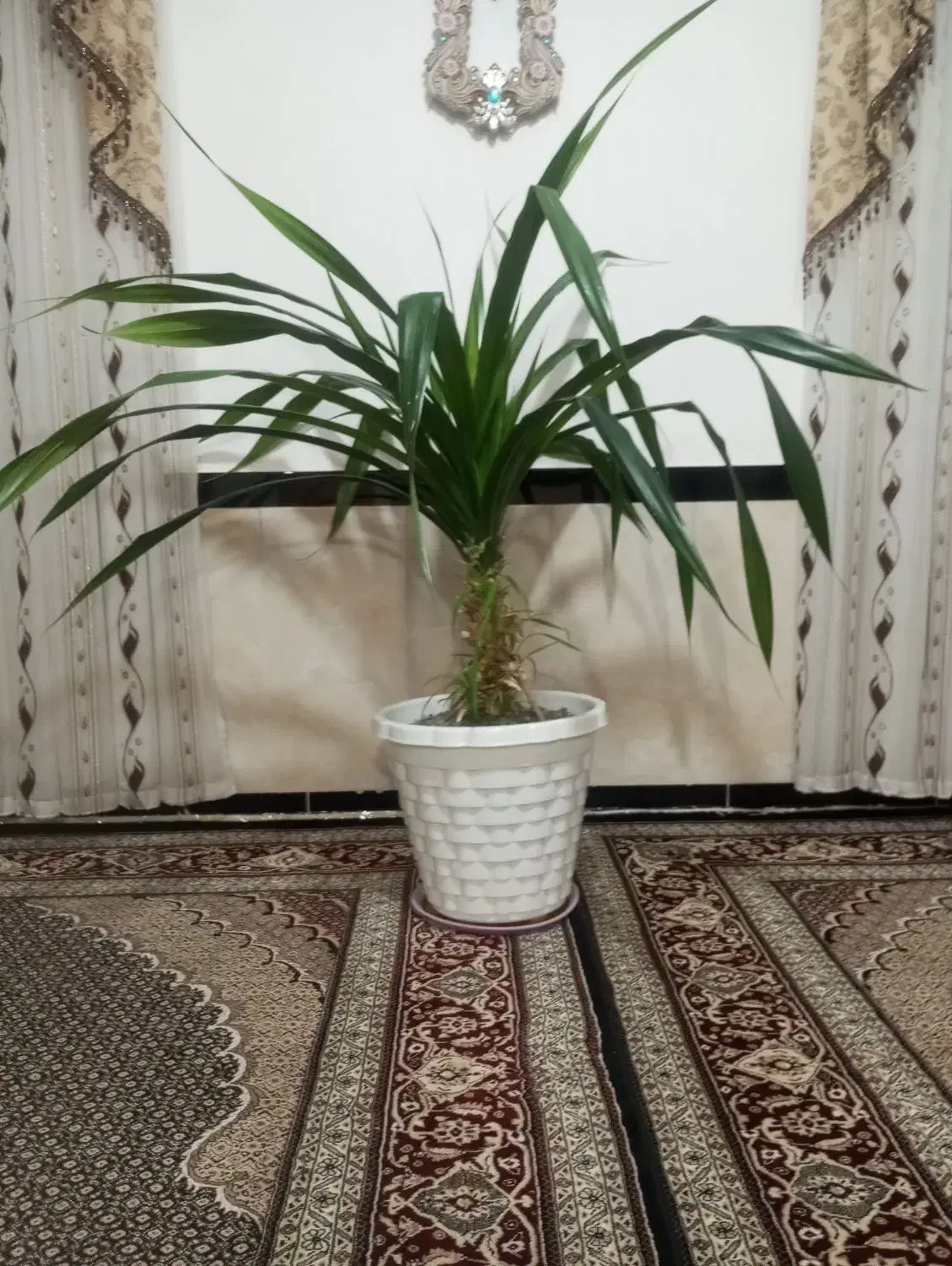 گل پاندانوس بزرگ|گل و گیاه طبیعی|دینور, |دیوار