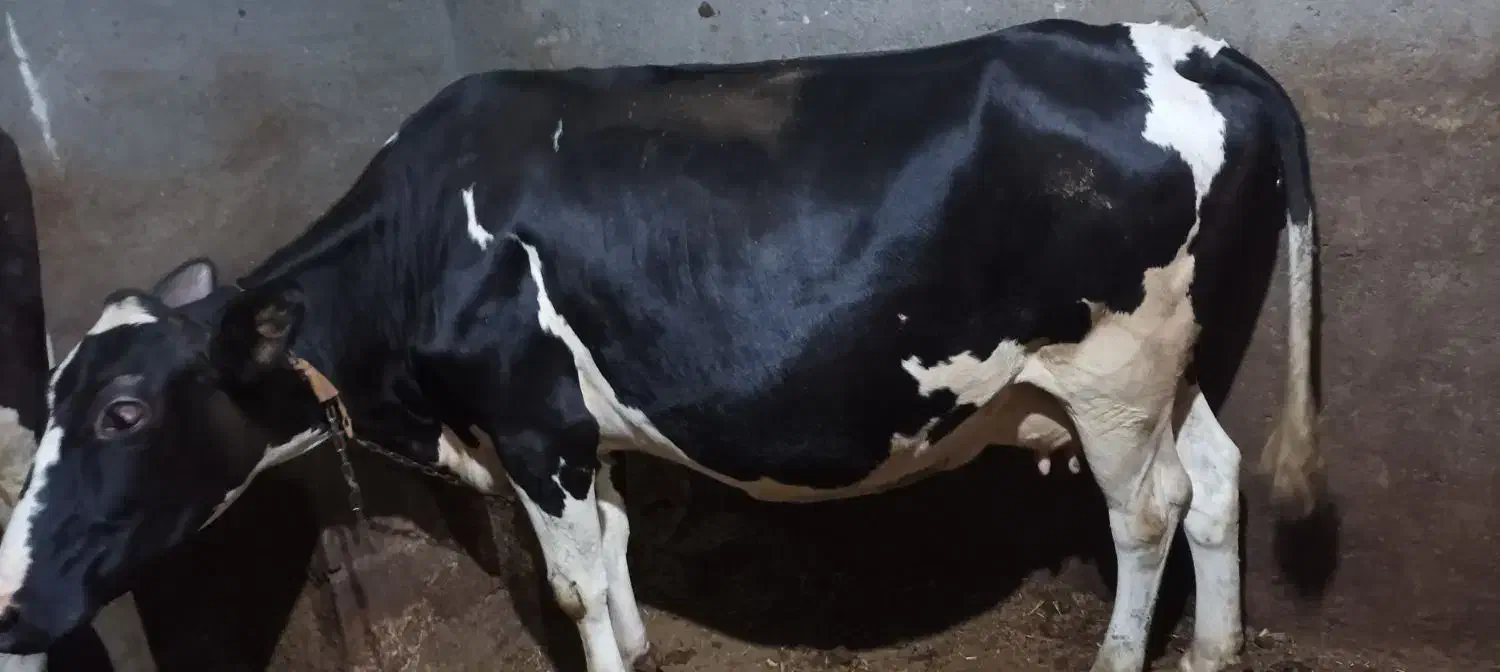 گاو شیری هلشتاین به همراه گوساله ماده سیمینتال|حیوانات مزرعه|ایجرود, |دیوار
