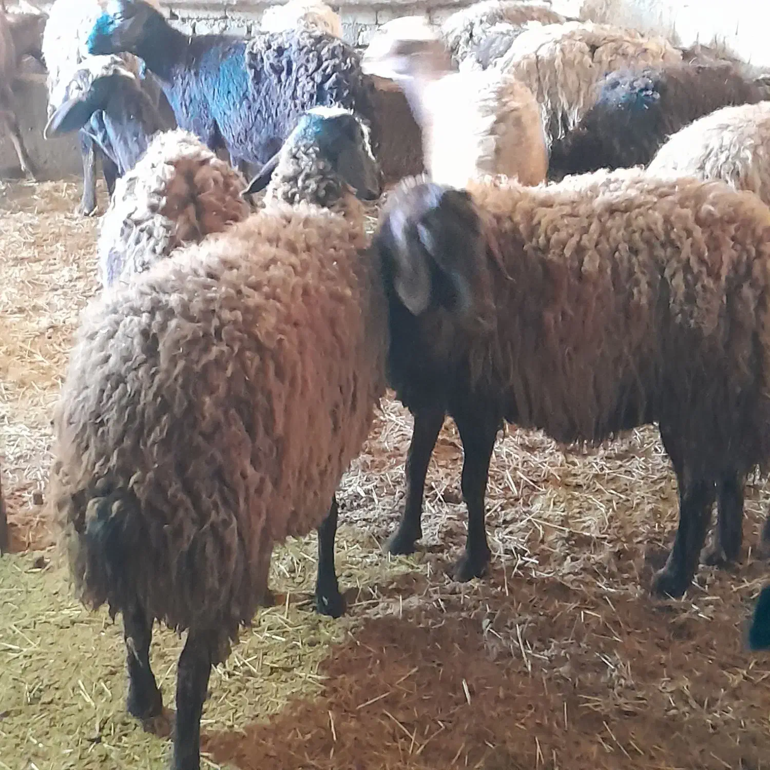 میش جوان|حیوانات مزرعه|بزینه رود, |دیوار