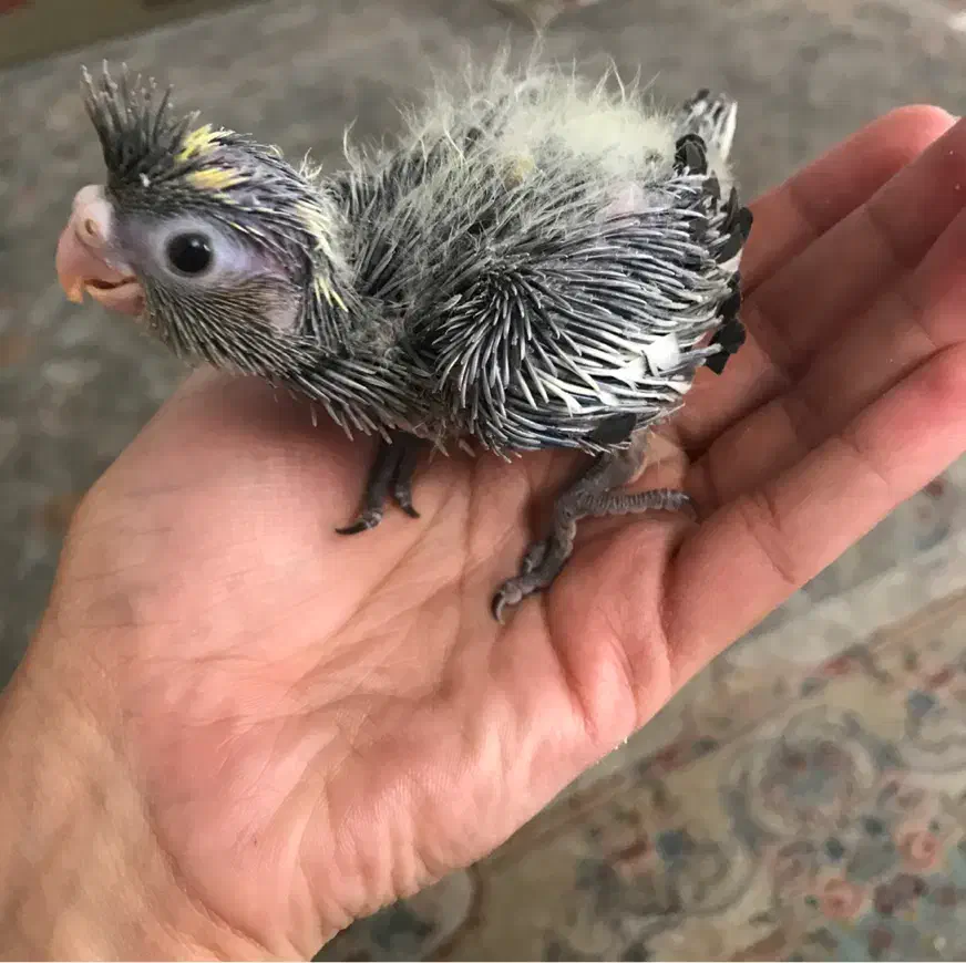 جوجه عروس هلندی|پرنده|رودهن, |دیوار