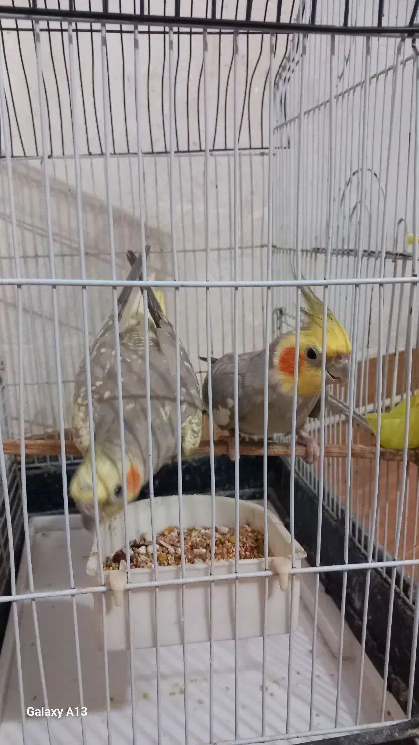 طوطی عروس جفت آماده تخم گذاری|پرنده|فومن, |دیوار