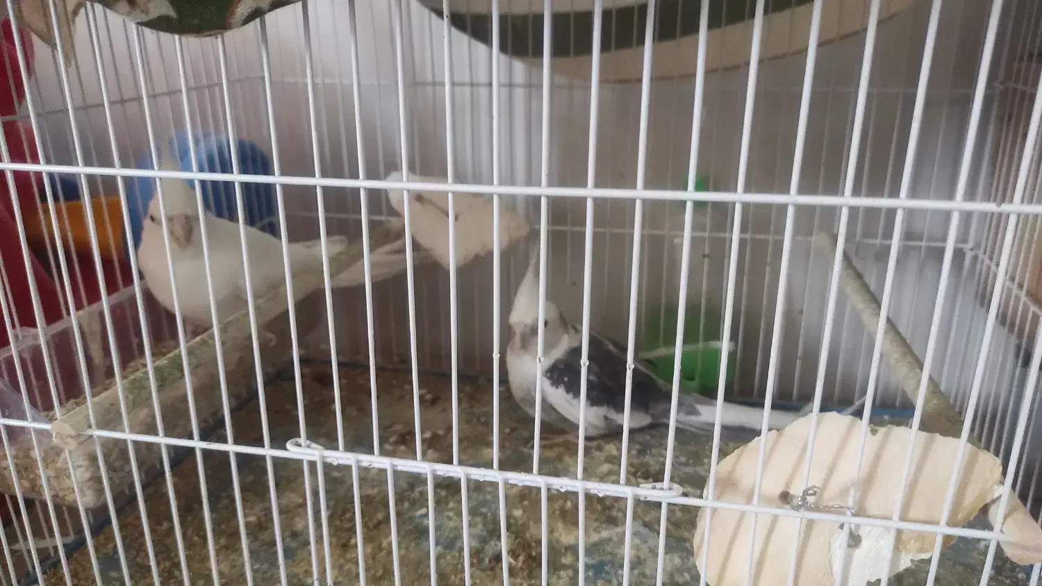 جفت عروس هلندی وایت فیس|پرنده|بندر کنگان, |دیوار