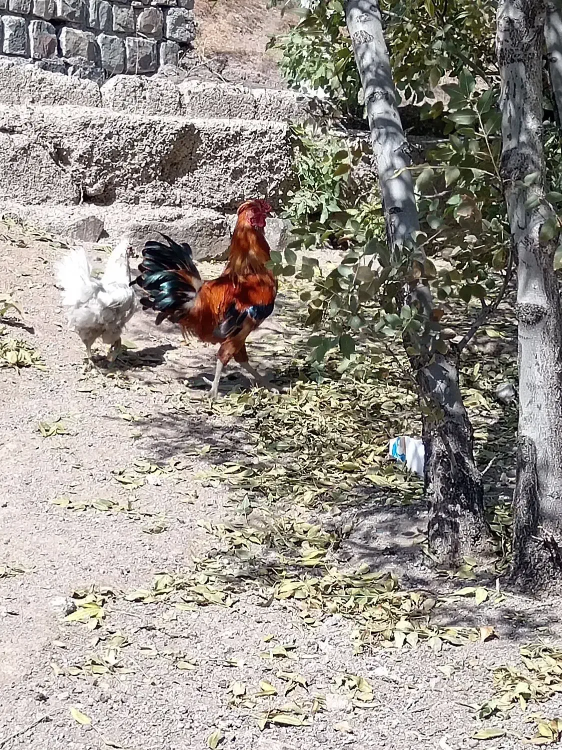 خروس گلین اصل|حیوانات مزرعه|کوثر, |دیوار