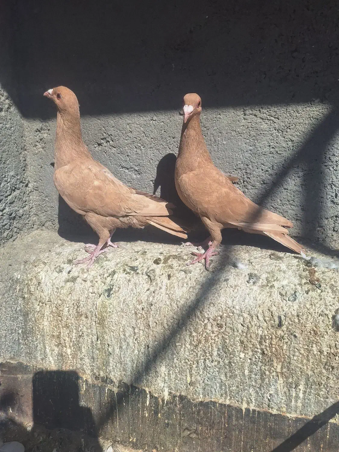 کفتر پرنده|پرنده|تربت‌حیدریه, مسجد جامع|دیوار