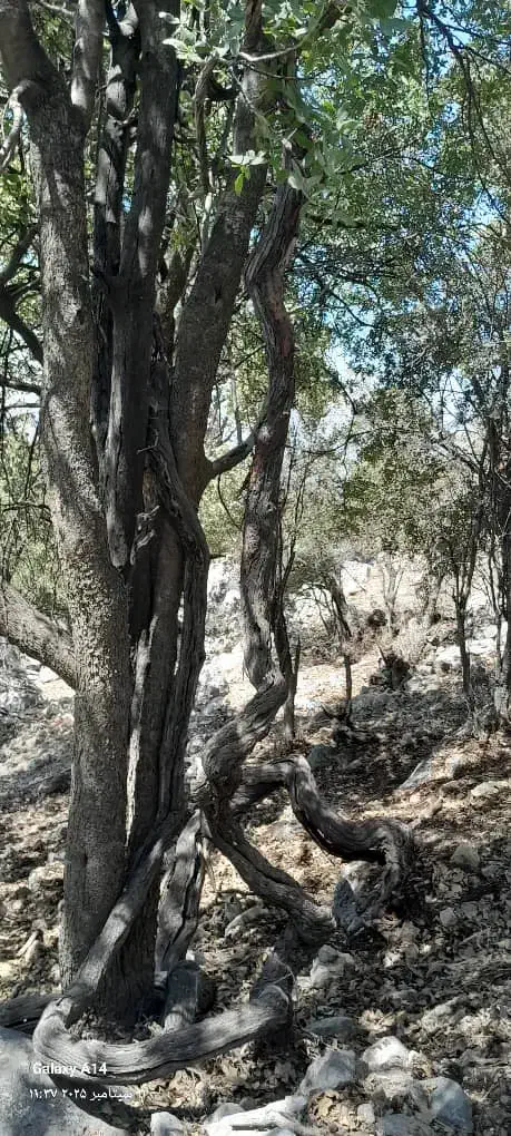 خانه رهن کامل|اجارهٔ خانه و ویلا|دهدشت, |دیوار