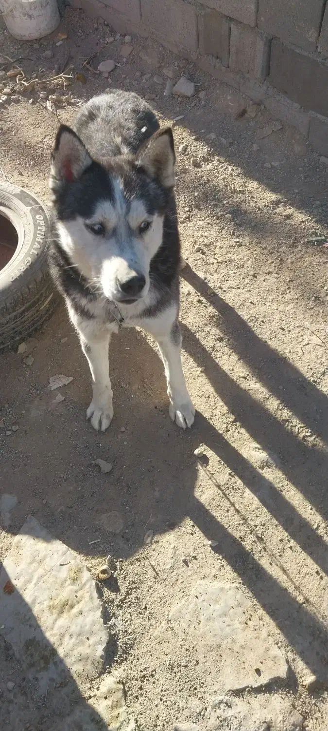 سگ هاسکی نر|سگ|بجنورد, |دیوار