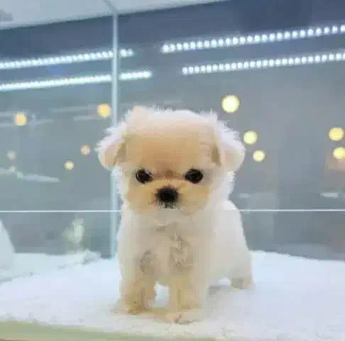 توله سگ نمکی واگذاری 2900|سگ|تهران, صادقیه|دیوار