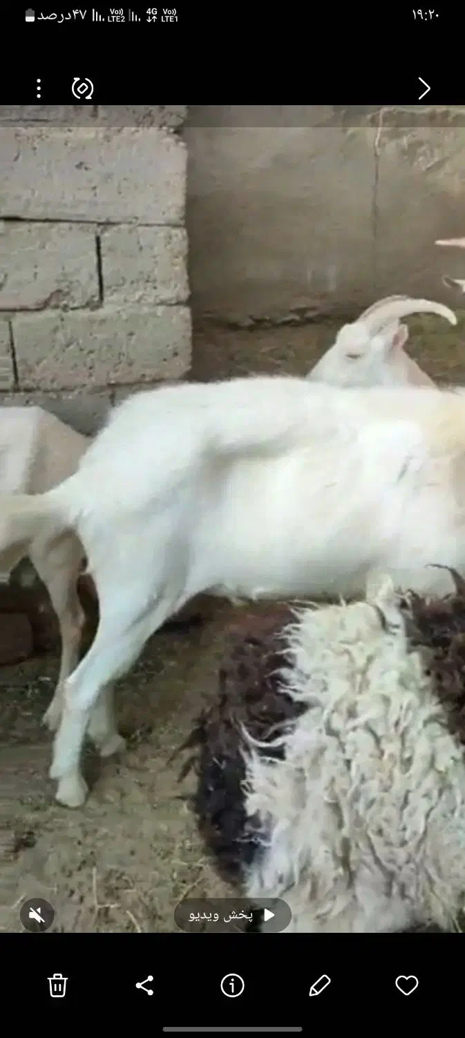 بزغاله|حیوانات مزرعه|زهک, |دیوار