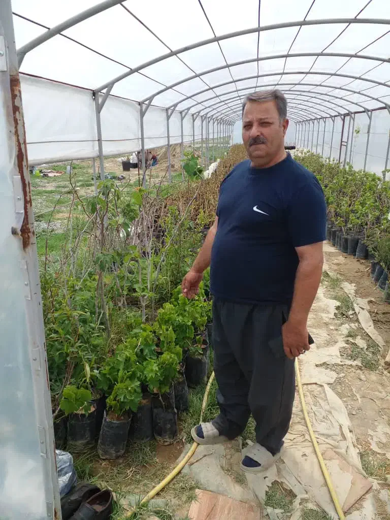 نهال انگور قرمزی کشمش سفید ومویز بیدانه ۱و۲ساله|خدمات باغبانی و درختکاری|نوشین شهر, |دیوار