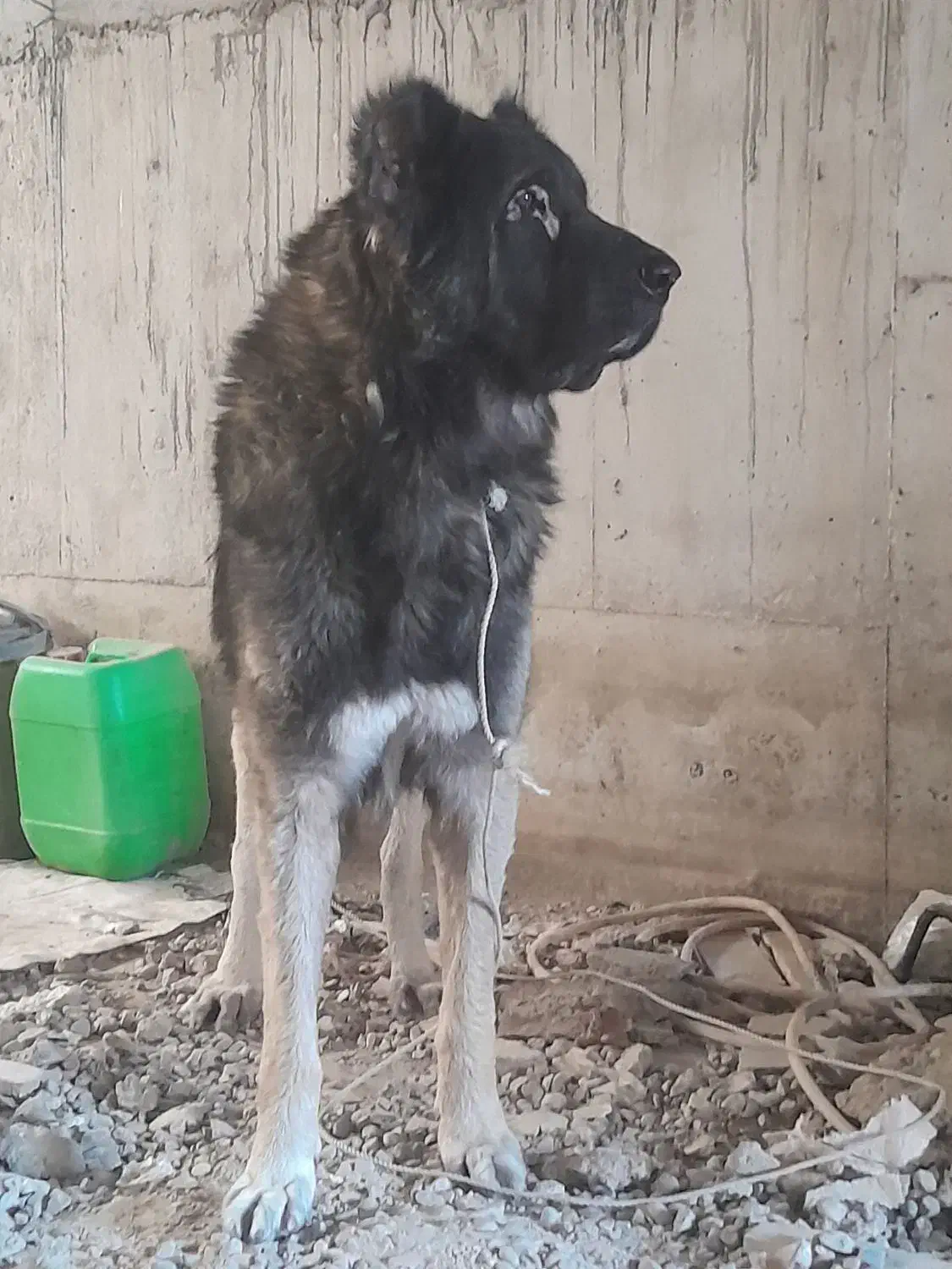 قره باش سرابی ذات قدیم|سگ|آشخانه, |دیوار