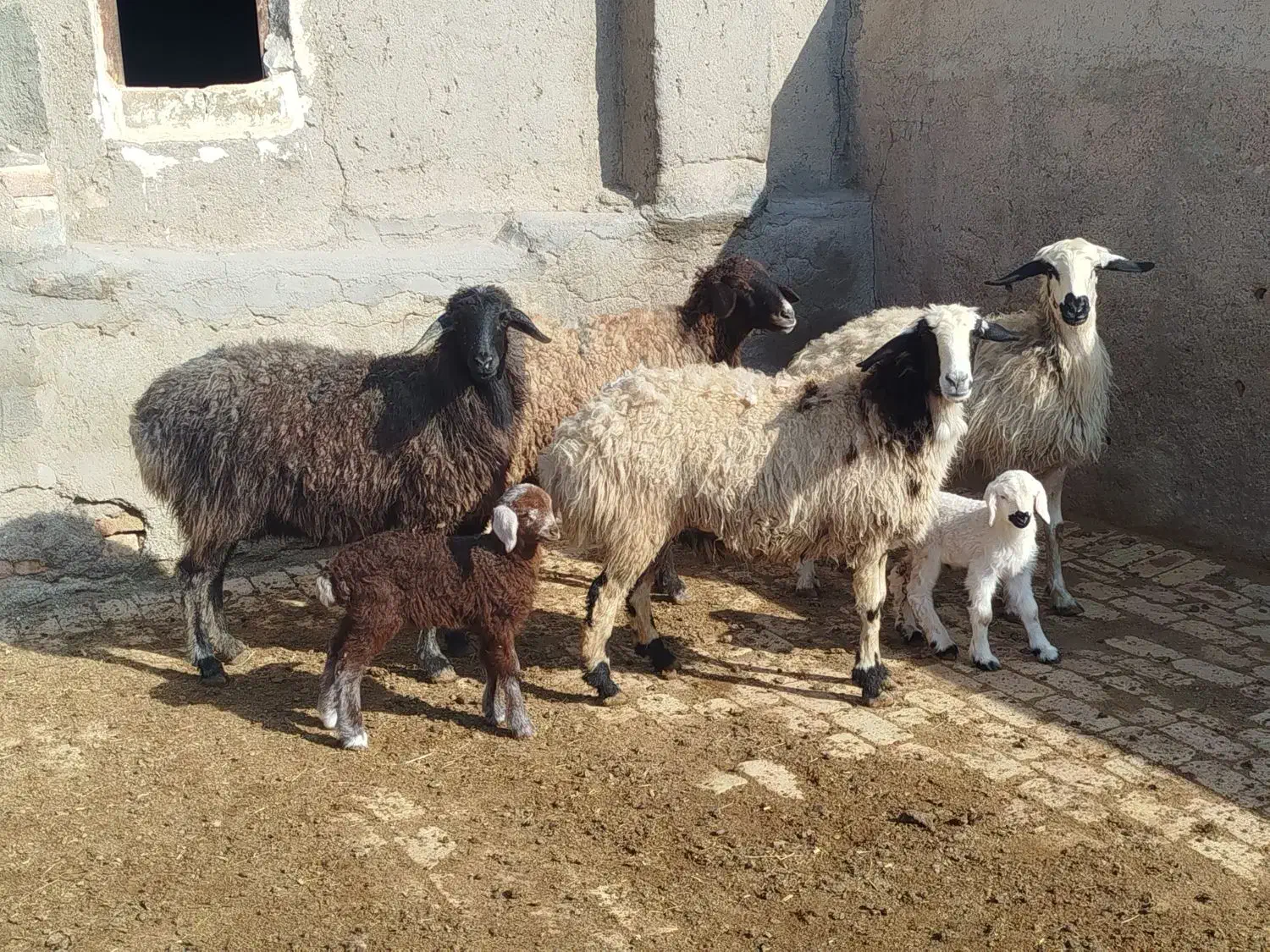 شیشک میش|حیوانات مزرعه|بوئین زهرا, |دیوار