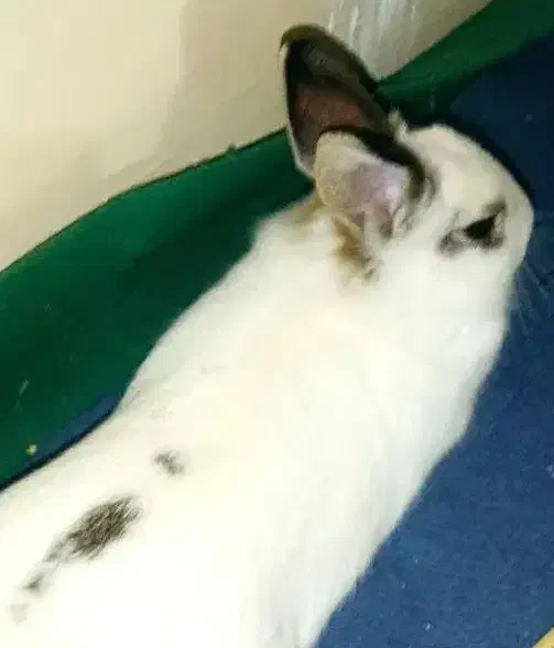 خرگوش گم شده|حیوانات|شهرضا, |دیوار