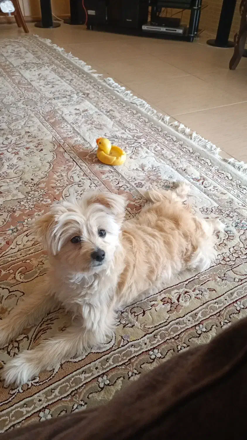 سگ دورگه اشپیتز پامر|سگ|لنجان, |دیوار