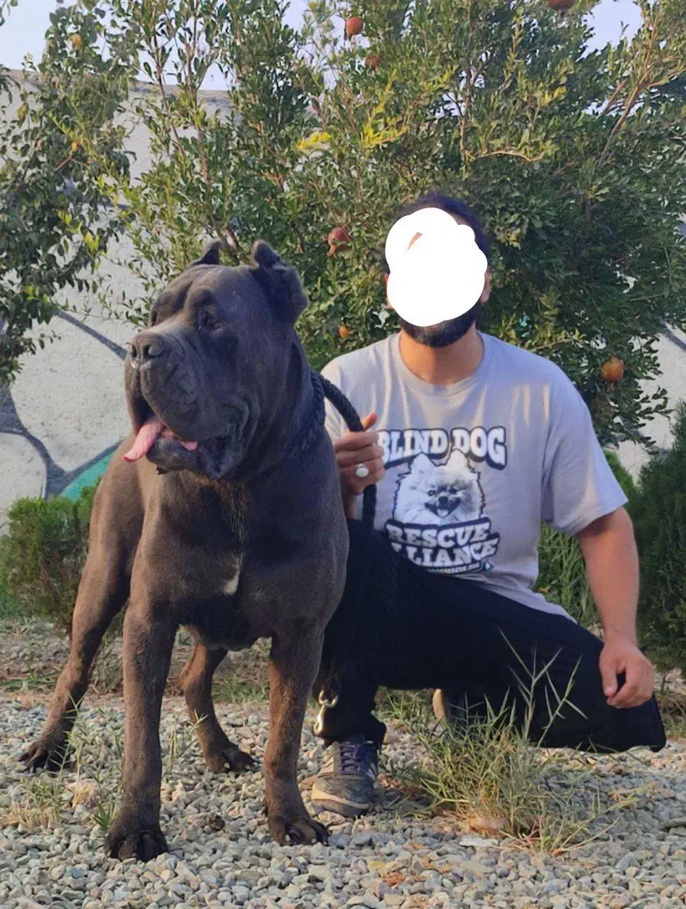 توله بولگا سگ بی نظیر بلو|سگ|تهران, افسریه شمالی|دیوار