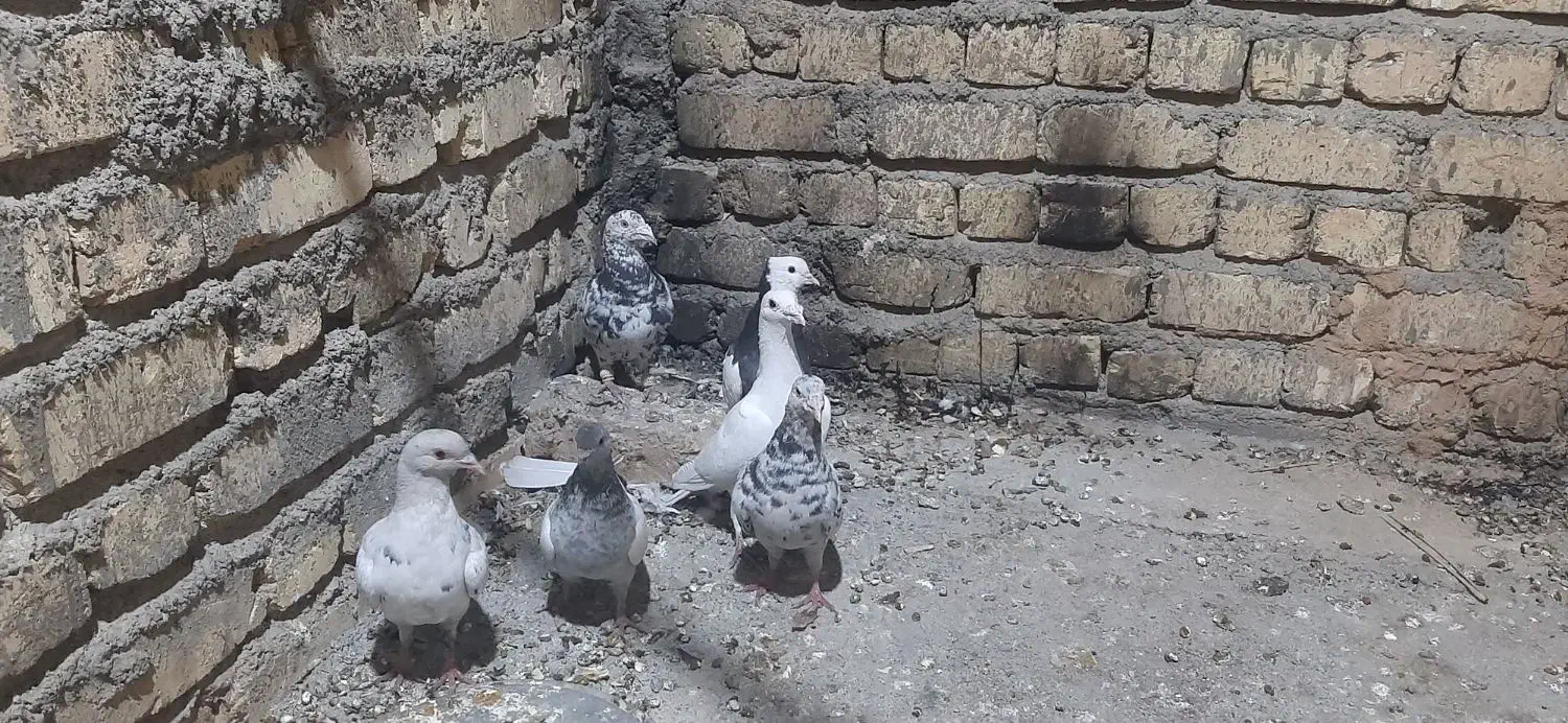 معاوضه با قناری یا سهره|پرنده|شیراز, وزیرآباد|دیوار