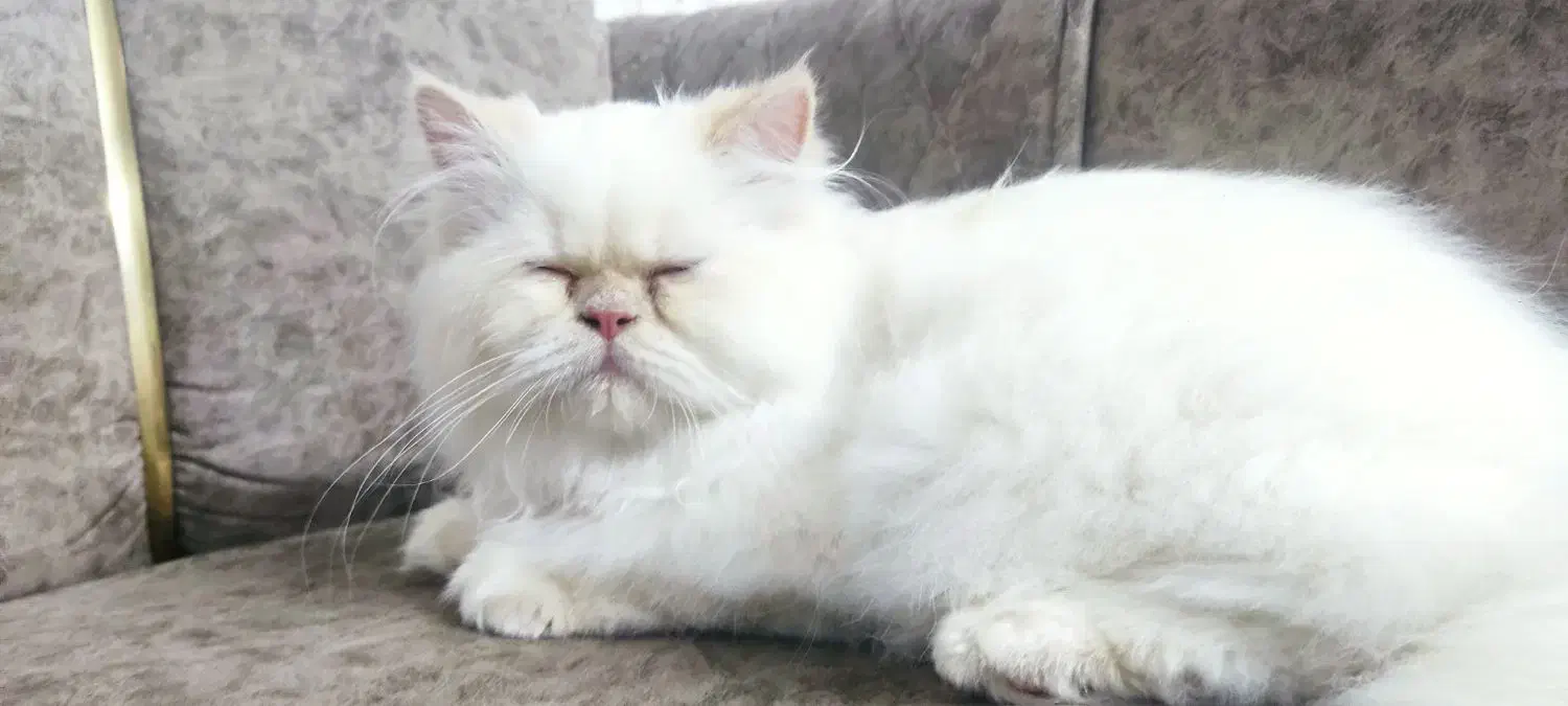 گربه|گربه|ماکو, |دیوار