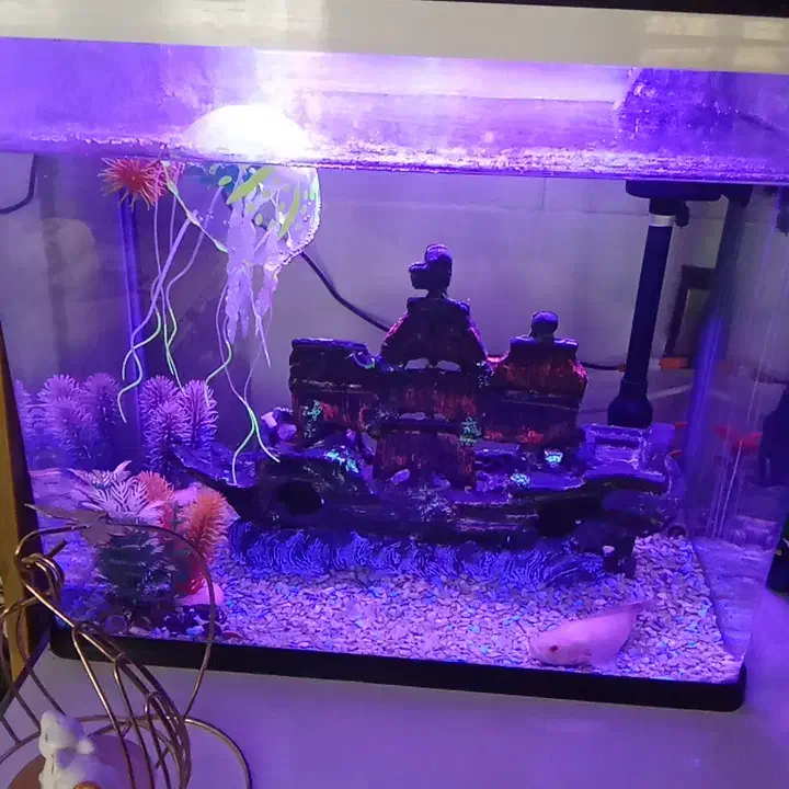 آکواریوم|ماهی|سنندج, |دیوار