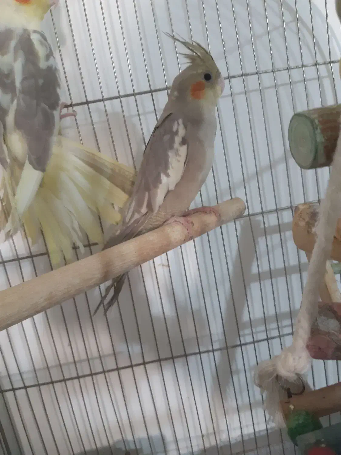 عروس هلندی ابلغ وخاکستری|پرنده|پاکدشت, پاکدشت (مامازند)|دیوار