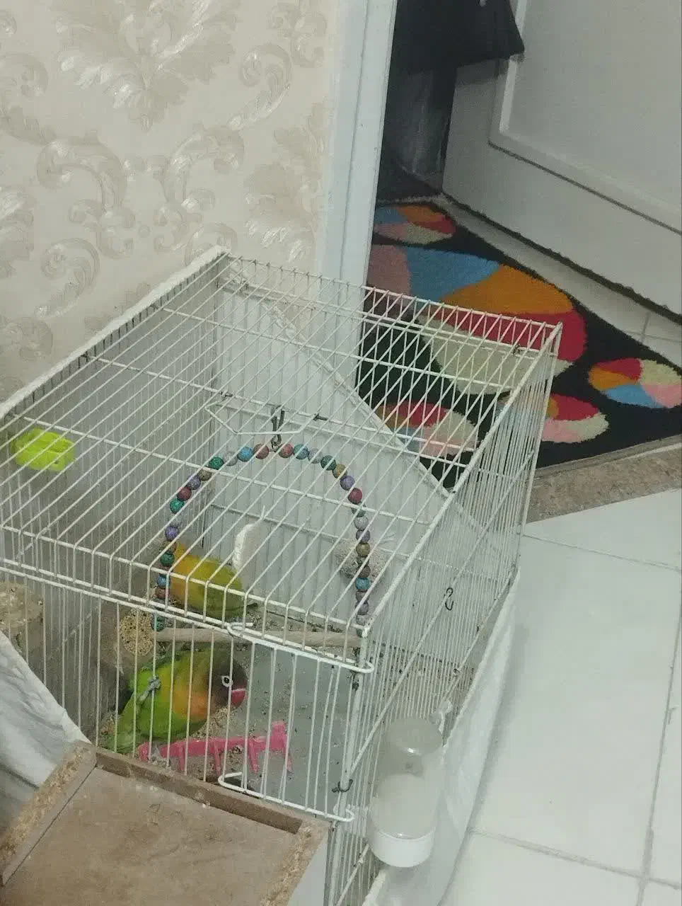 کوتوله|پرنده|مشهد, ادیب نیشابوری (شهرک غرب)|دیوار