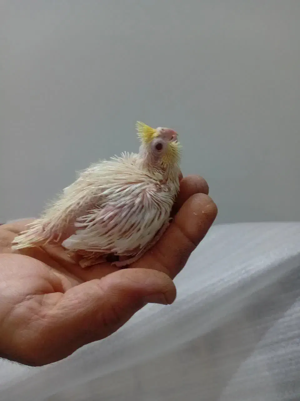 جوجه عروس هلندی|پرنده|قم, شهرک مهدیه (مدرس)|دیوار