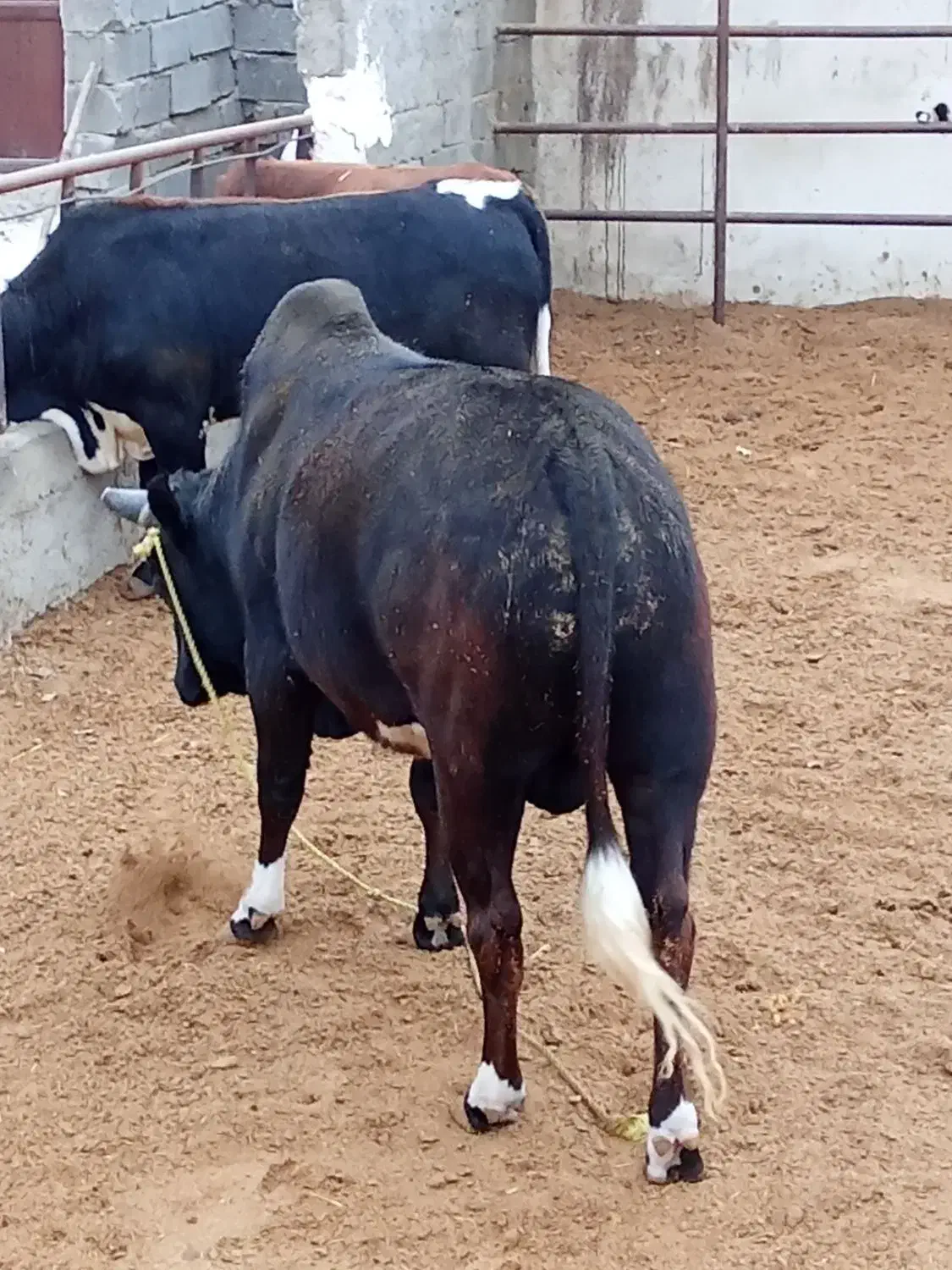 دو راس گوساله گیلک چاق|حیوانات مزرعه|مشکین‌دشت, |دیوار