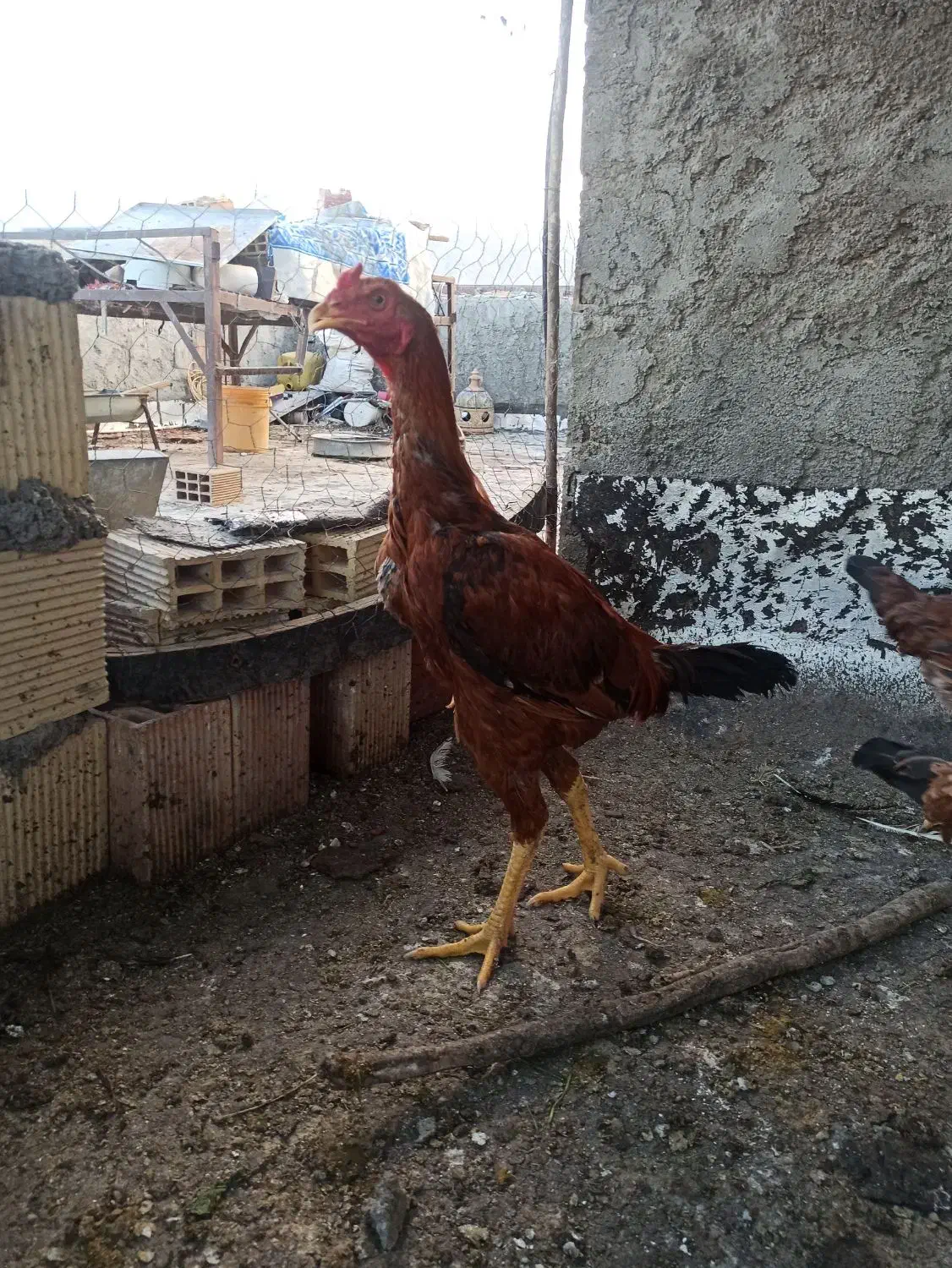 خروس لاری|حیوانات مزرعه|دره شهر, |دیوار