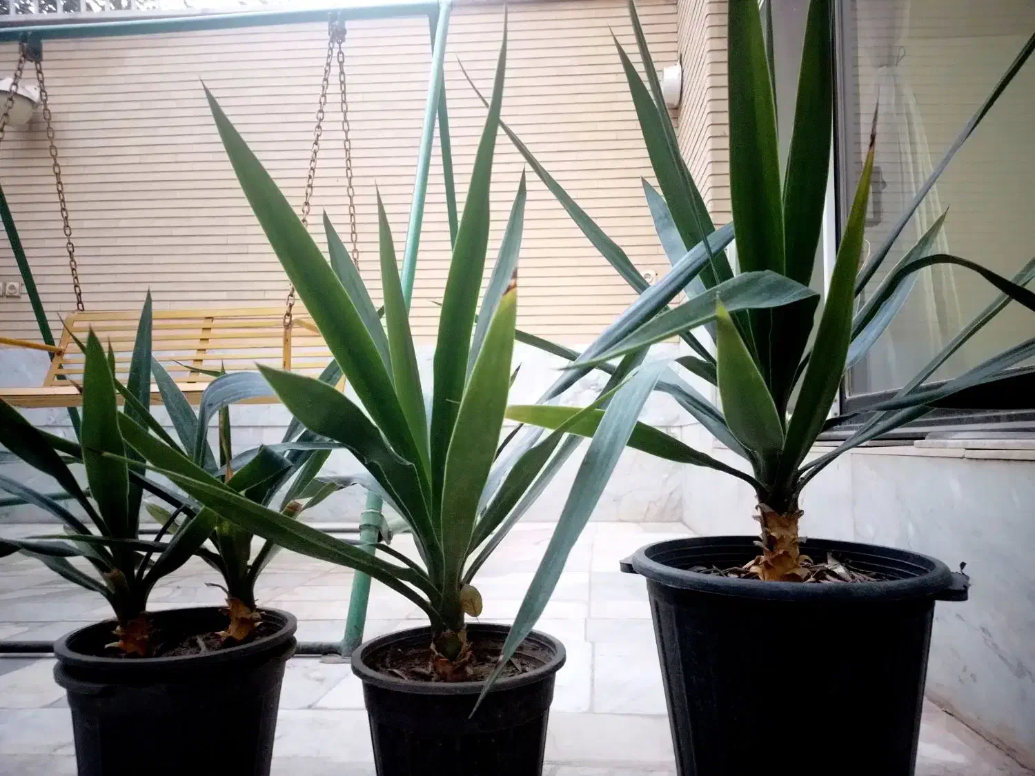 گل با قیمت مناسب|گل و گیاه طبیعی|اصفهان, خانه اصفهان|دیوار