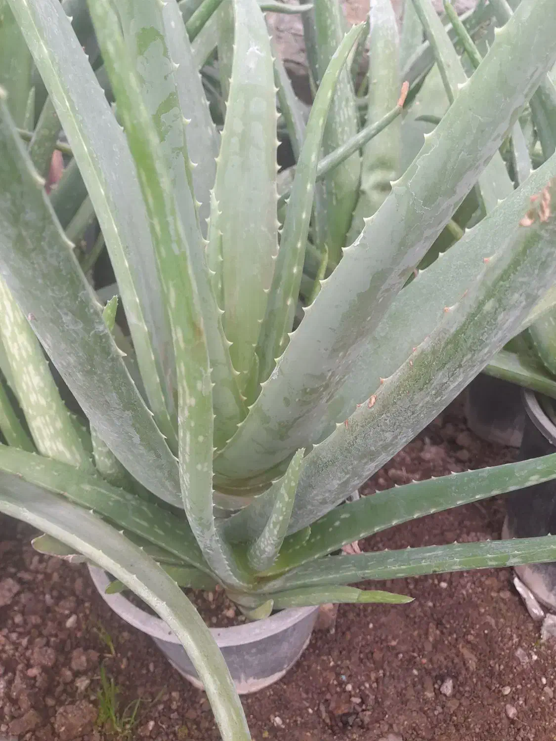 تعدادی گل طبیعی|گل و گیاه طبیعی|زنجان, |دیوار