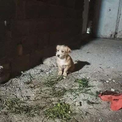 سگ پاکوتاه|سگ|ورامین, ورامین|دیوار