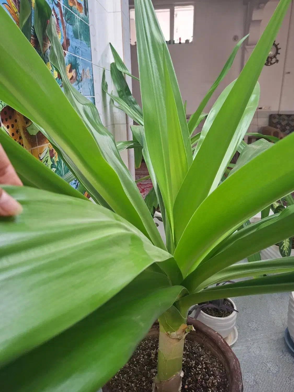 حراج گلهای سوسن|گل و گیاه طبیعی|یزد, |دیوار