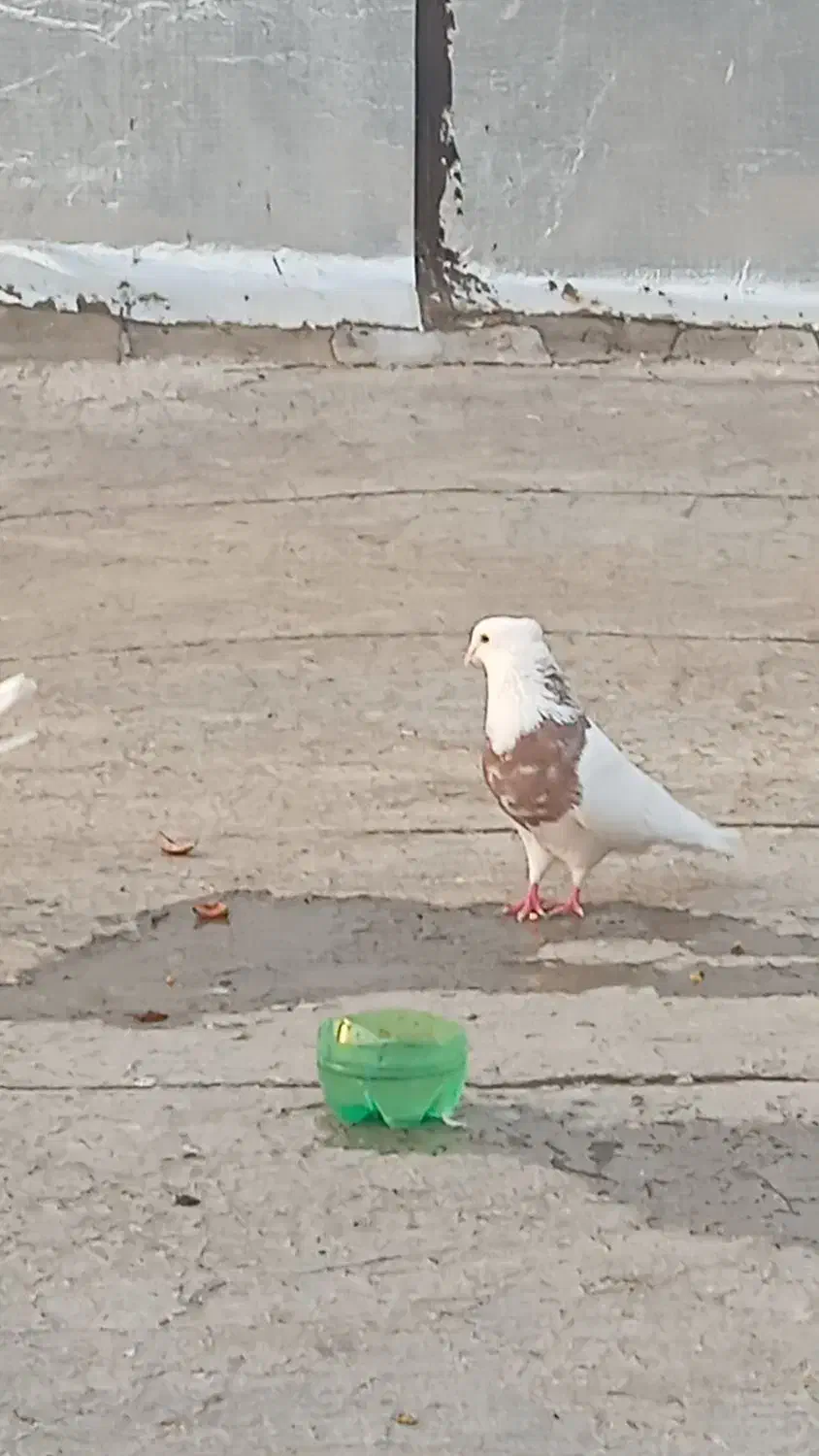 کبوتر طوقی|پرنده|مریوان, |دیوار