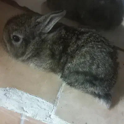 خرگوش ۲۵ روزه|موش و خرگوش|کردکوی, |دیوار