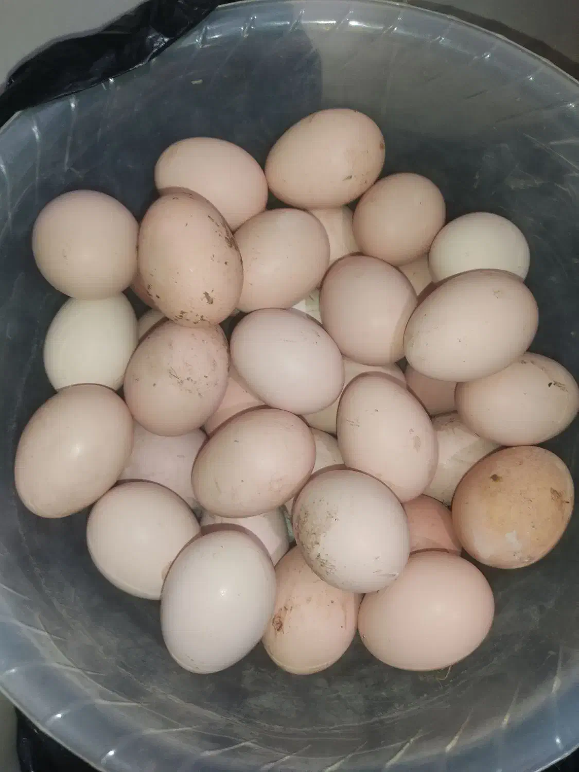 تخم مرغ محلی|حیوانات مزرعه|کرمانشاه, |دیوار