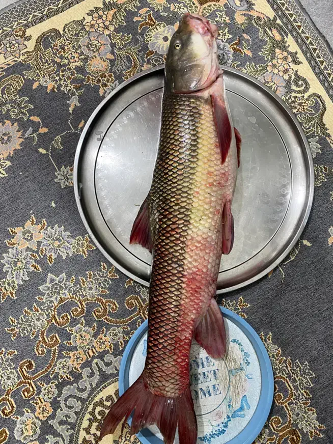 ماهی درجه یک تازه بدون شکم ارسال رایگان|ماهی|دورود, |دیوار